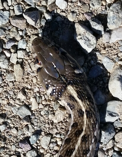 Checkered Garter Snake