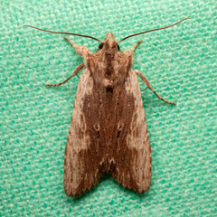Lithophane signosa