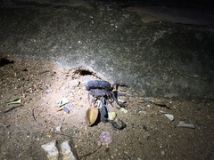 Parabuthus transvaalicus