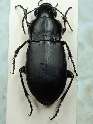 Poecilus punctulatus