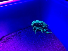 Parabuthus transvaalicus