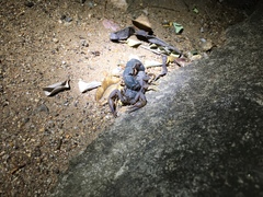 Parabuthus transvaalicus