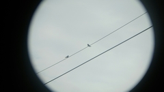 Hirundo tahitica