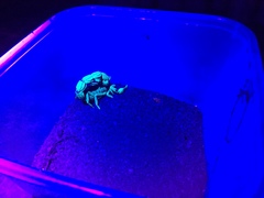 Parabuthus transvaalicus