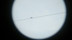 Hirundo tahitica