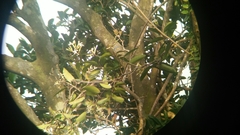 Anodendron benthamianum
