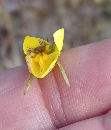 Image of Golden cowslips by (c) Peter Crowcroft, some rights reserved (CC BY)