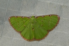 Chlorochromodes dialitha