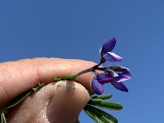 Lupinus concinnus