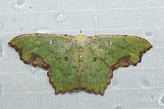 Dooabia puncticostata