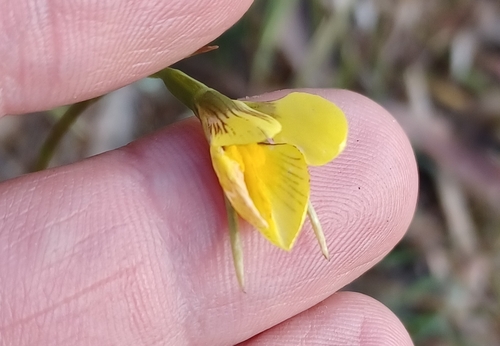 Image of Diuris behrii by (c) Peter Crowcroft, some rights reserved (CC BY)