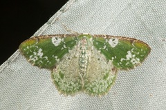 Eucyclodes albisparsa