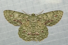 Herochroma baibarana