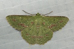 Herochroma baibarana