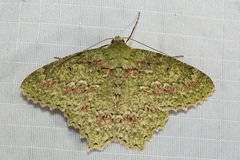 Herochroma urapteraria