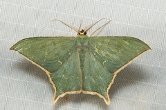 Maxates korintjiensis