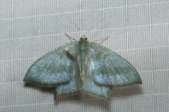 Maxates thetydaria