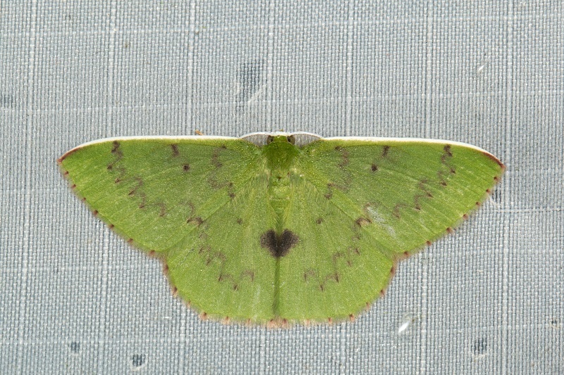 Oenospila microstrix