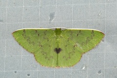 Oenospila microstrix