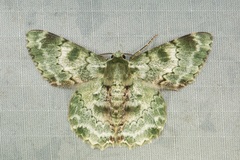 Pingasa subviridis