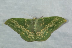 Tanaorhinus malayanus