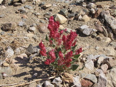 Rumex cyprius