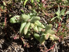 Dudleya blochmaniae