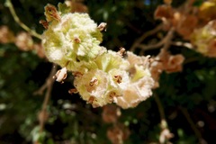 Pseudodictamnus undulatus
