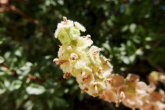 Pseudodictamnus undulatus