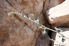 Heliotropium rotundifolium