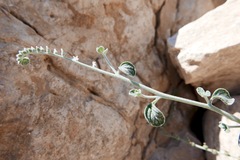 Heliotropium rotundifolium