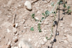 Heliotropium rotundifolium