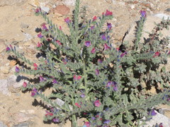 Echium rauwolfii