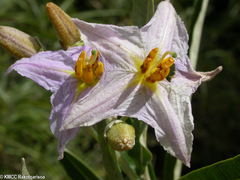 Solanum bumeliifolium