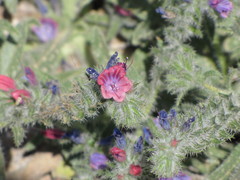 Echium rauwolfii