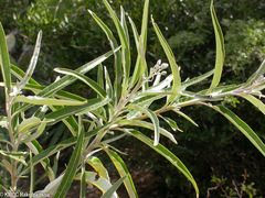 Solanum bumeliifolium