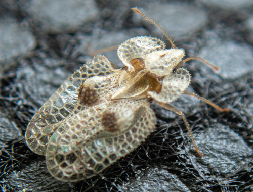 Sycamore lace bug