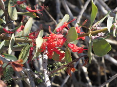 Plicosepalus acaciae