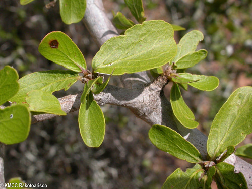 Terminalia cyanocarpa image