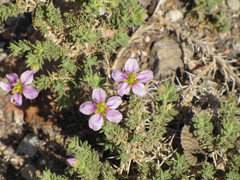 Fagonia mollis
