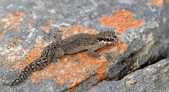 Pachydactylus geitje