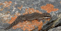 Pachydactylus geitje