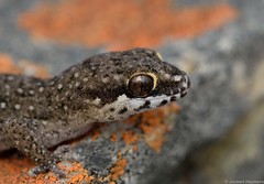 Pachydactylus geitje