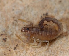 Parabuthus schlechteri
