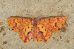 Chrysocraspeda juriae