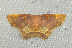 Chrysocraspeda baderi