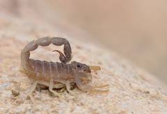 Parabuthus schlechteri