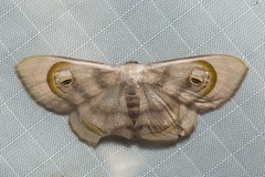 Problepsis achlyobathra