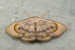 Problepsis achlyobathra