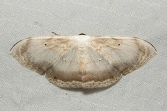Somatina rosacea